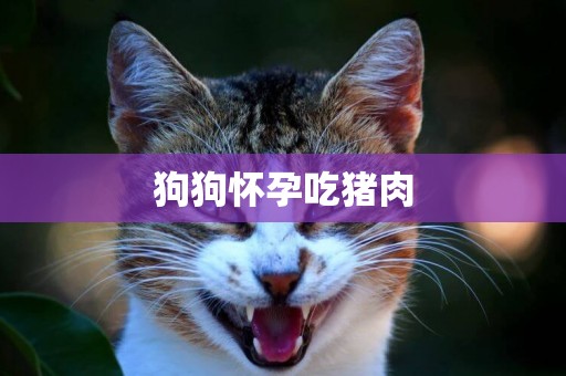 狗狗怀孕吃猪肉